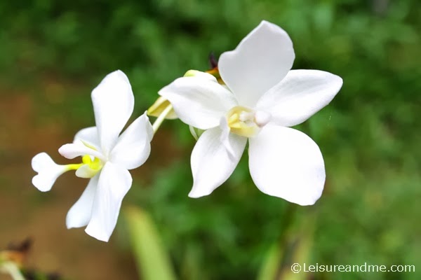 Ground Orchids from Sri Lanka