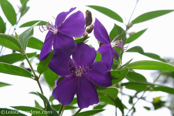 purple flowers from Sri Lanka