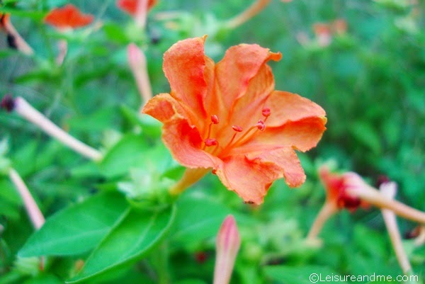 Cheerful Hendirikka Flowers from Sri Lanka