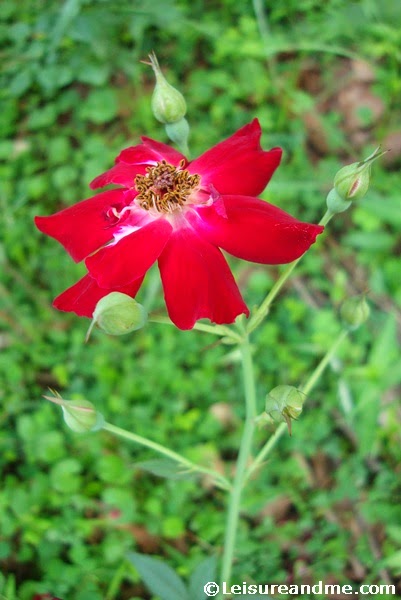 Flowers from Sri Lanka