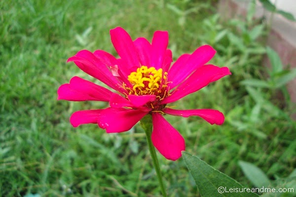 Flowers from Sri Lanka