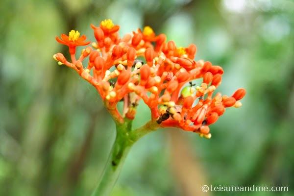 Flowers-Sri Lanka
