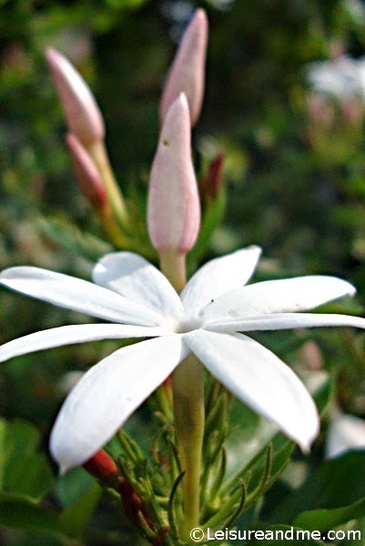 Pretty Wild Jasmine Flowers