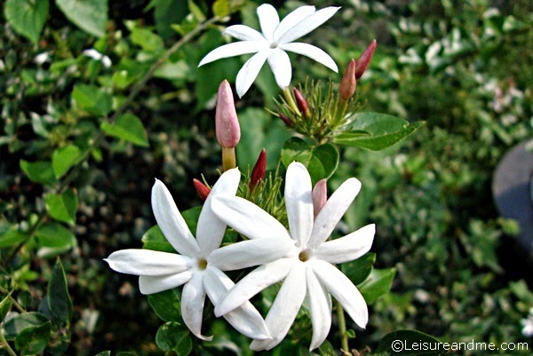Pretty Wild Jasmine Flowers