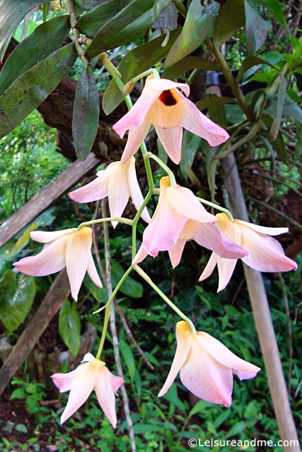 Beautiful Orchid from Sri Lanka