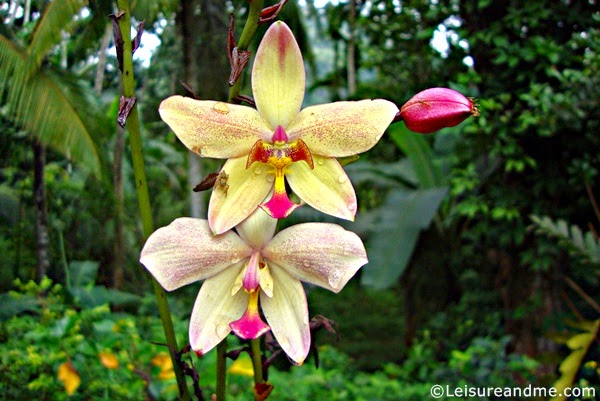 Cheerful Ground Orchids to Make you Happy! Leisure and Me