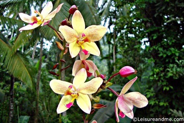 Ground Orchids caring tips