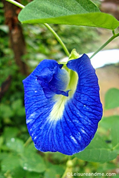 Blue Pea Flowers -Nil Katarolu