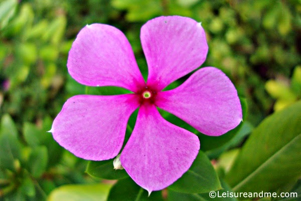 Purple flowers from Ang Mo Kio Garden West
