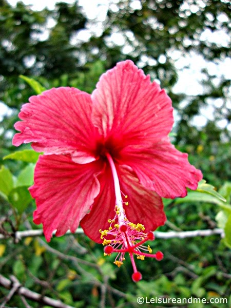 Unduh 7400 Gambar Flora Di Pulau Jawa  HD