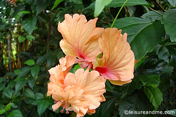 A Tale of a Hibiscus Flower 