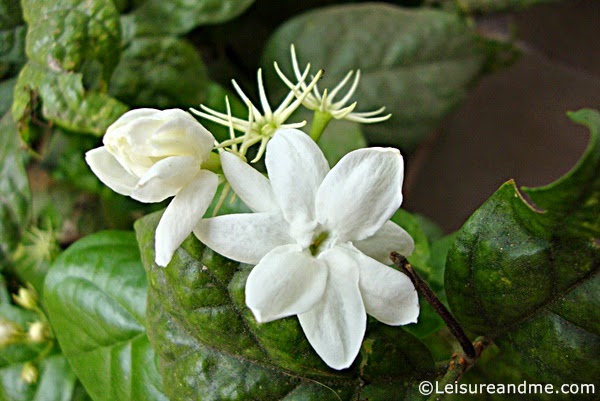 Jasmine Flowers (Pichcha Flowers)