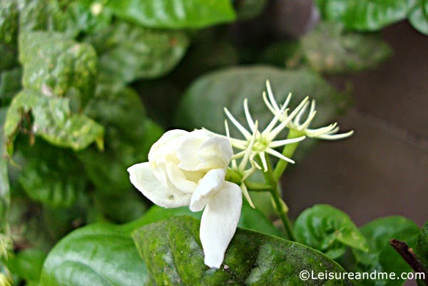 Jasmine Flowers (Pichcha Flowers)