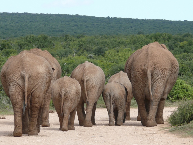 Reasons to visit the Kruger National Park