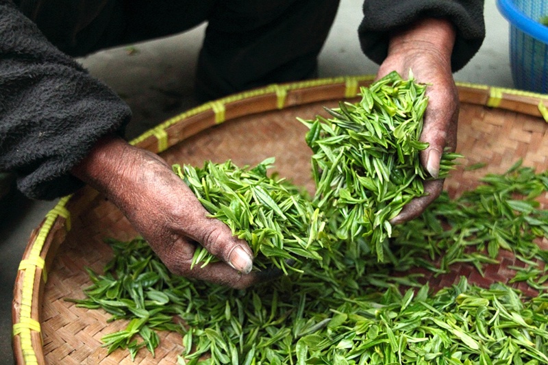 Visit Yunnan Province and Experience Chinese Tea Culture