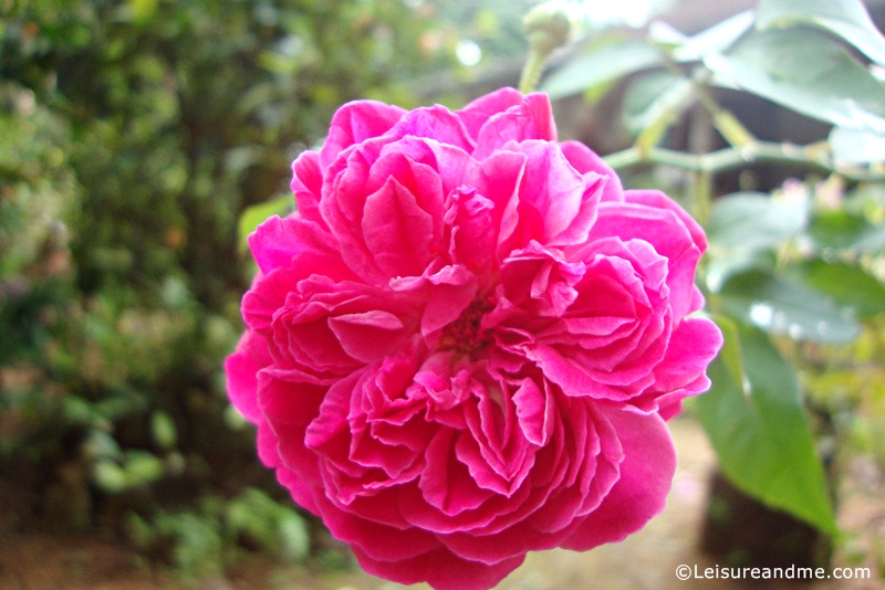 Flowers from Sri Lanka