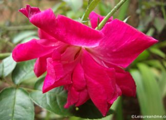 Red flowers from Sri Lanka