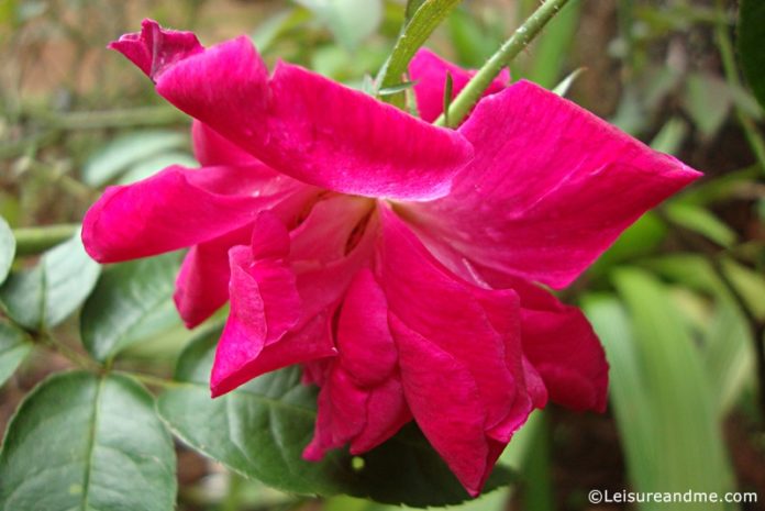 Red flowers from Sri Lanka