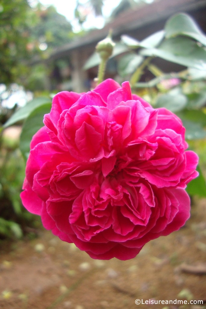 Beautiful Red Roses for a Wonderful Day