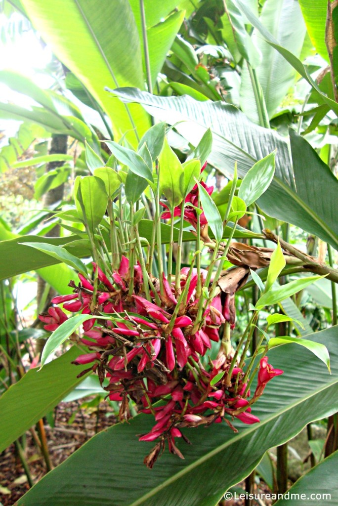 Botanic-Garden-Singapore