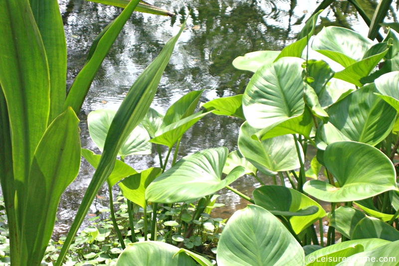 Singapore Botanic Gardens-Foliage Garden