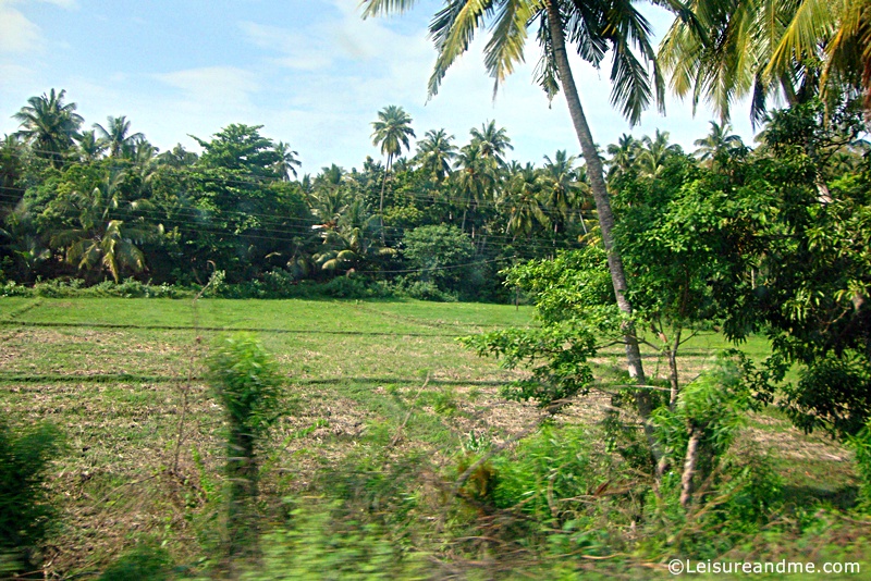 Paddy-Fields-Thissamaharamaya-Sri-Lanka