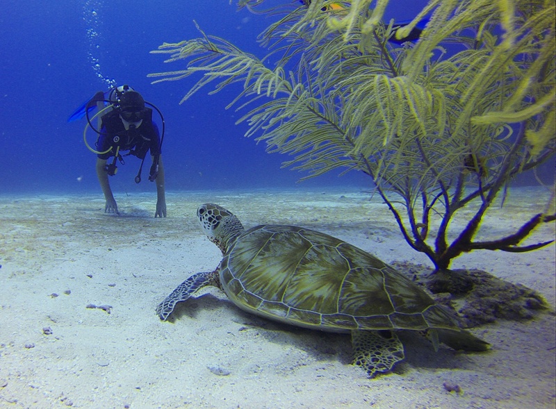 the PADI Dive Instructor Course in Thailand