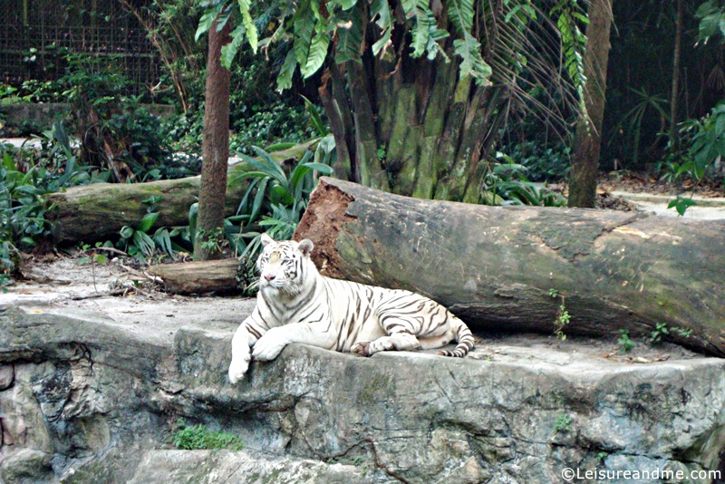 Singapore-Zoo-1
