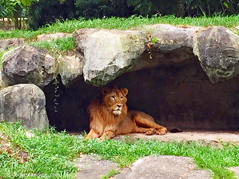 Lion cave. Жилище Льва. Логово Льва в природе. Лев в пещере.