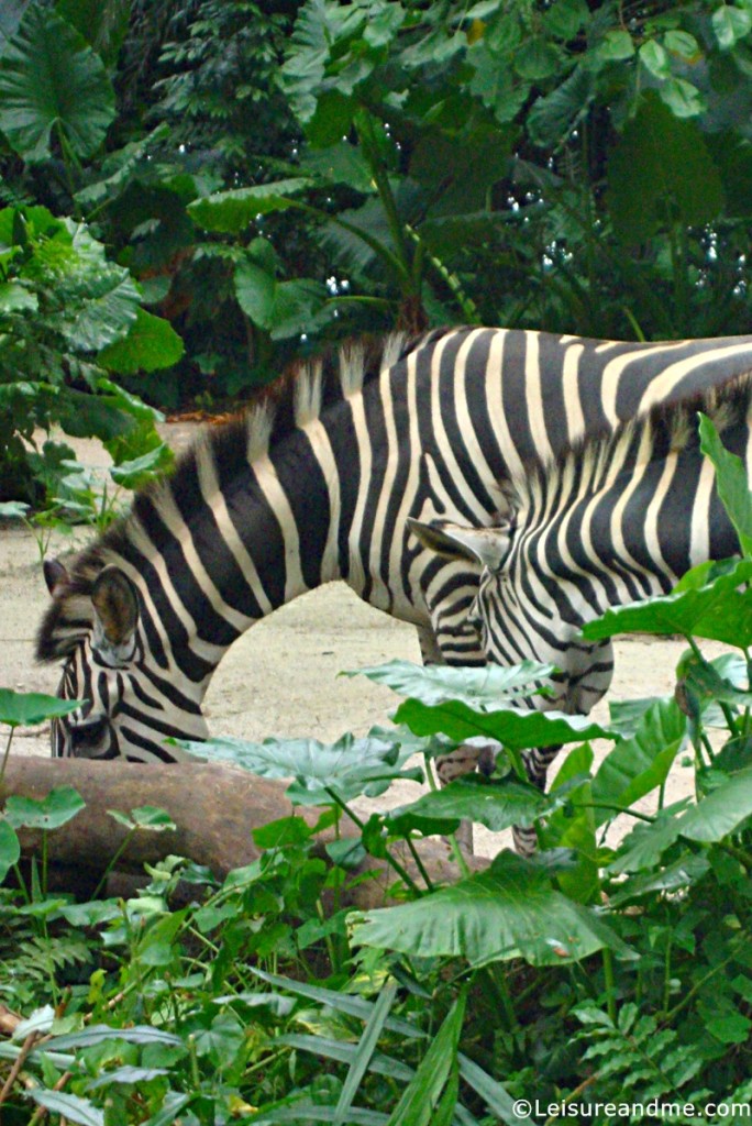 Singapore-Zoo-Wild-Africa-Zone