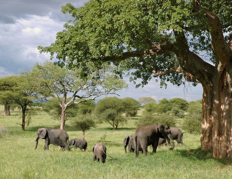Tips for a successful Tanzania Safari 