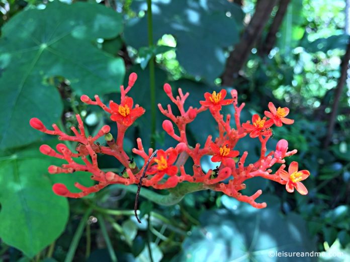 Flowers from Sri Lanka