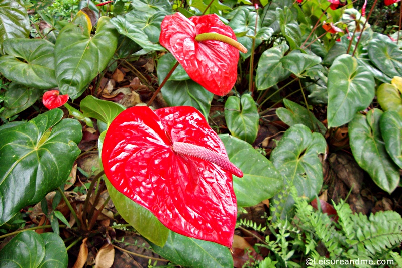 Red Anthuriums from Sri Lanka