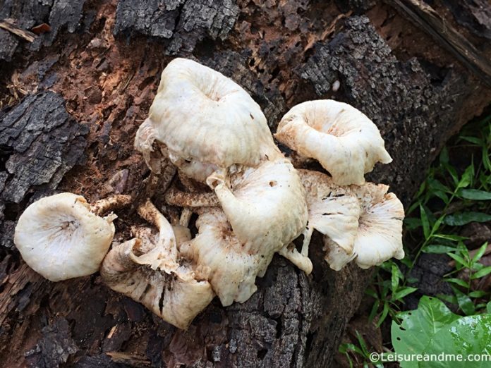 Mushroom-photography