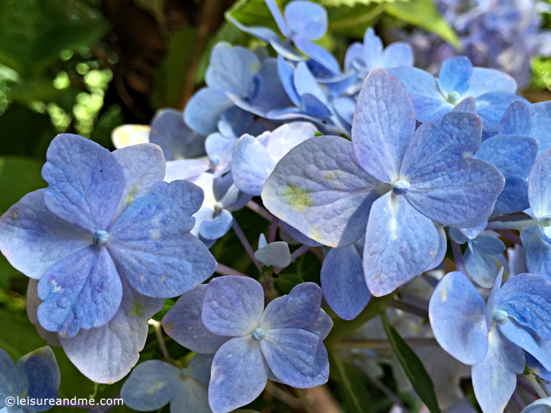 Photo Friday-Pretty Blue Flowers