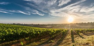 Top 3 European Wine Destinations