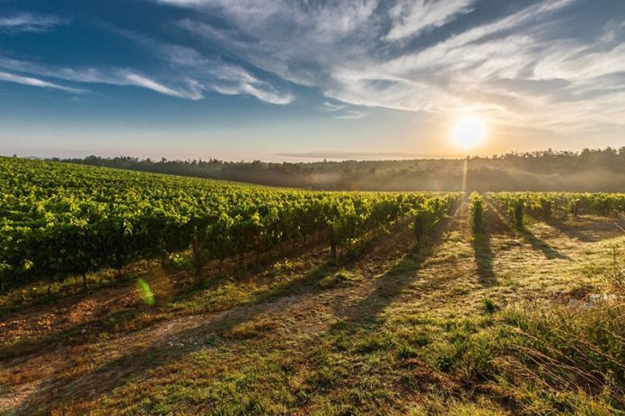 Top 3 European Wine Destinations