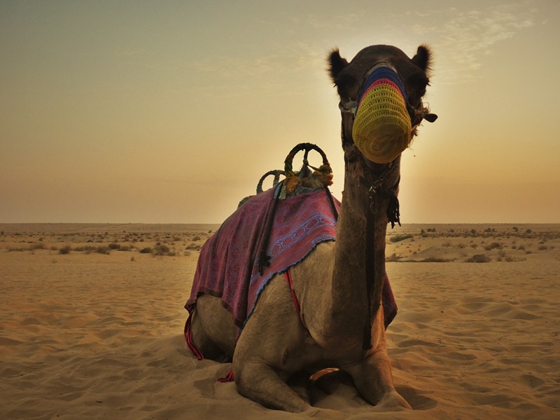Desert safari in Morocco