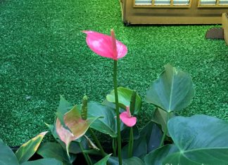 Anthurium