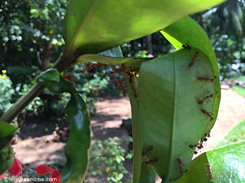 Red Weaver Ants