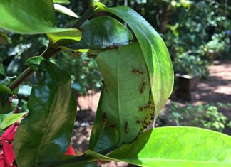 Red Weaver Ants Nest