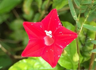 Flowers from Sri Lanka