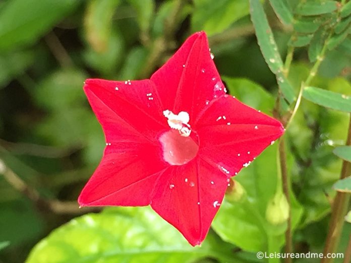 Flowers from Sri Lanka