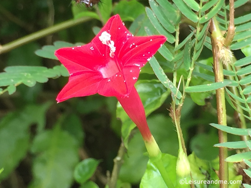 Sri Lanka Flowers- Gini Kuuru Mal