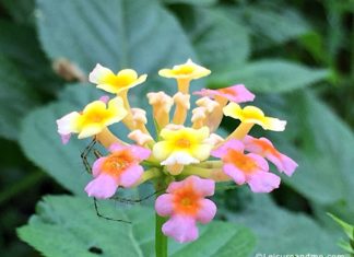 Smiling Gandapana Flowers