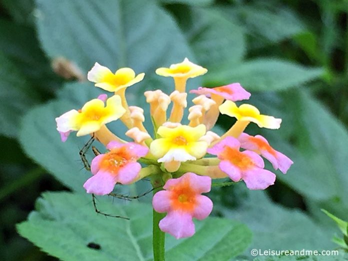 Smiling Gandapana Flowers