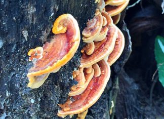 Wild Mushrooms