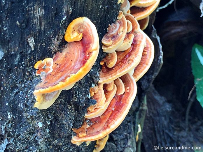 Wild Mushrooms