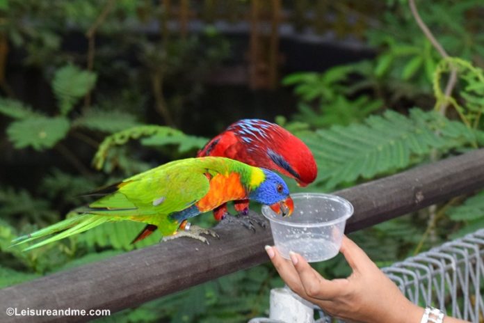 Jurong Bird Park