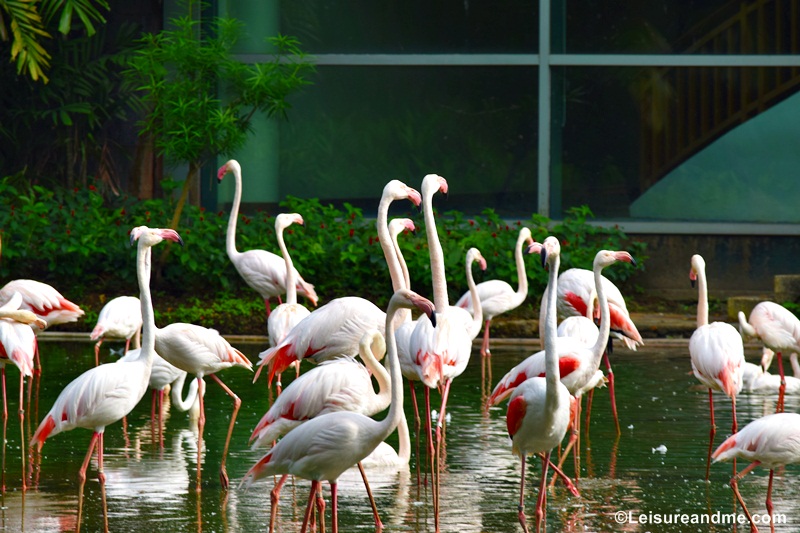 Jurong Bird Park